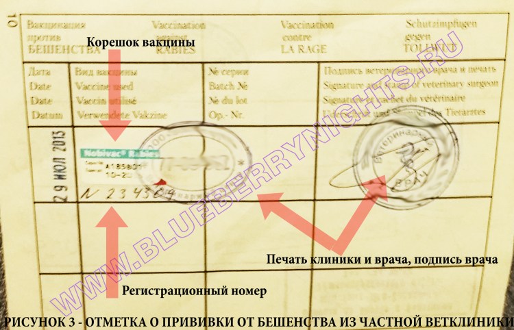 График прививок той терьеру