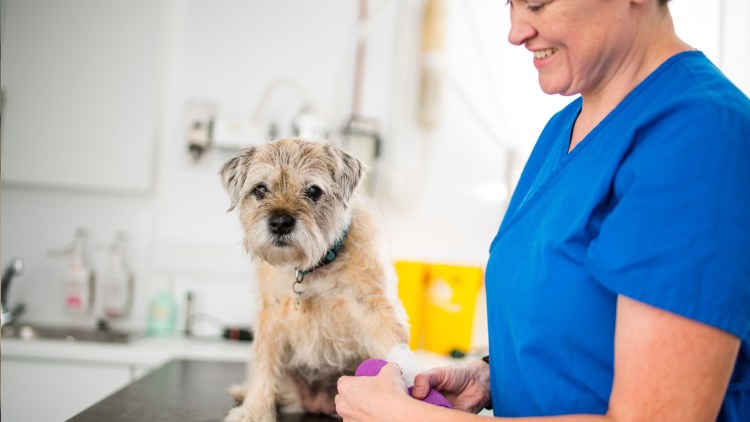 Вакцинация щенков