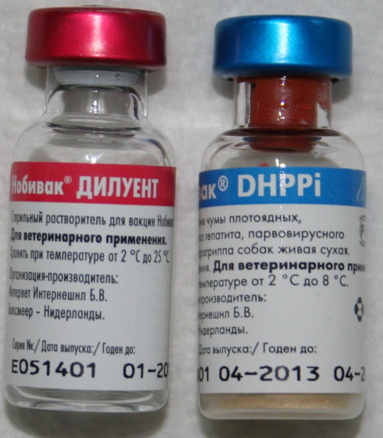 Прививки для собак