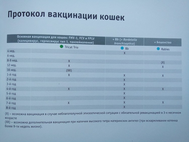 Схема вакцинации Нобивак для кошек