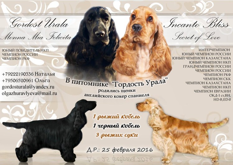 Прививки спаниель щенкам по возрасту