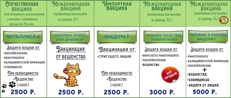 Какие прививки надо сделать котенку 2 месяца