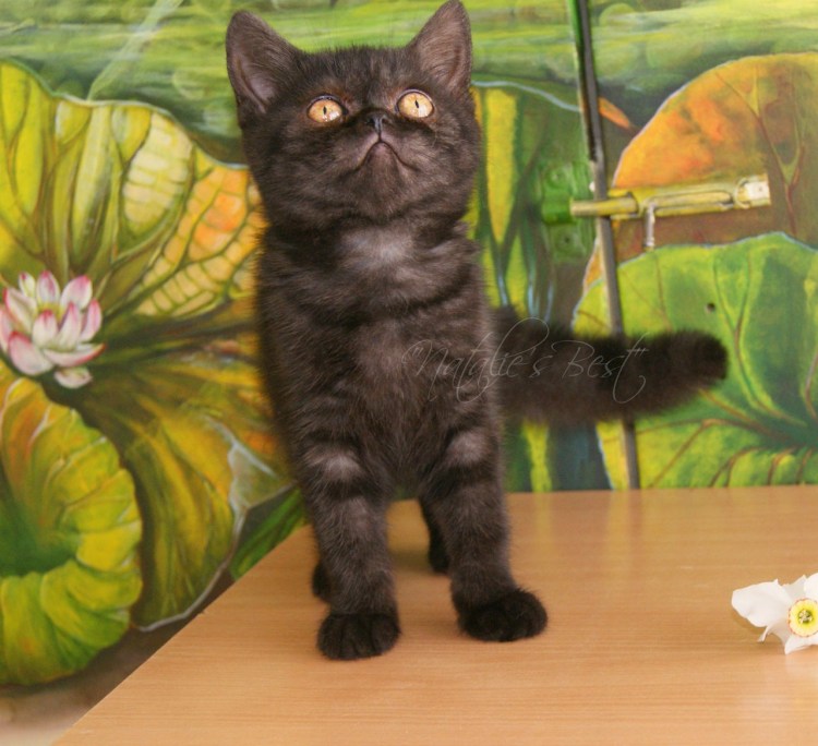 Шотландский дымчатый кот