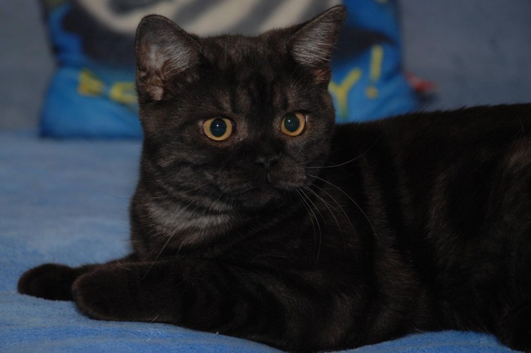 Скоттиш страйт кошка черная