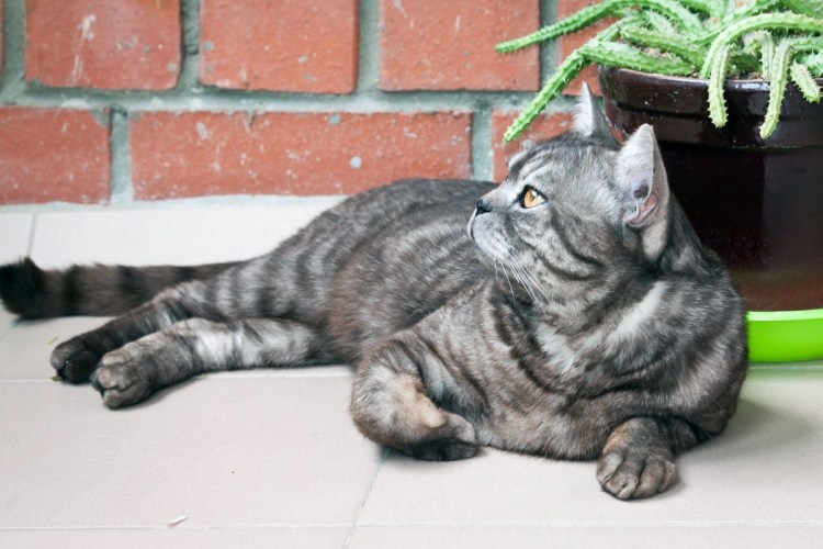 Шотландец окрас черный дым