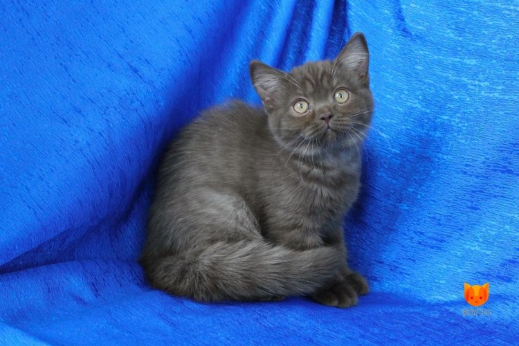 Шотландец кот страйт шоколадно дымчатый