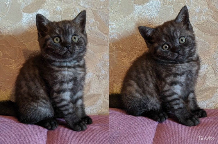 Шотландский скоттиш страйт черный дым