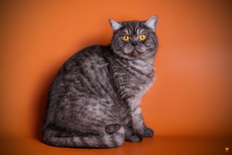 Британец кот дымчатого окраса