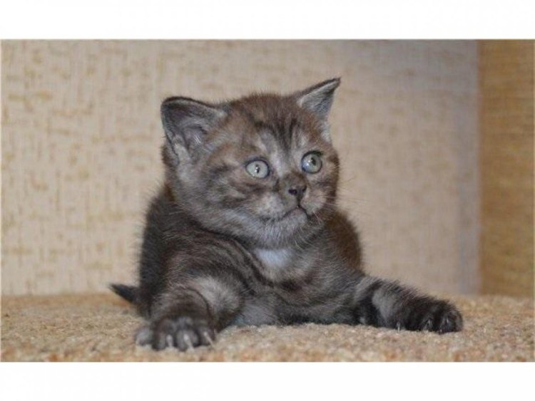 Шотландский кот страйт дымчатый