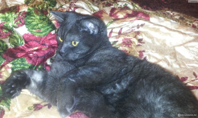 Скоттиш страйт черный дым