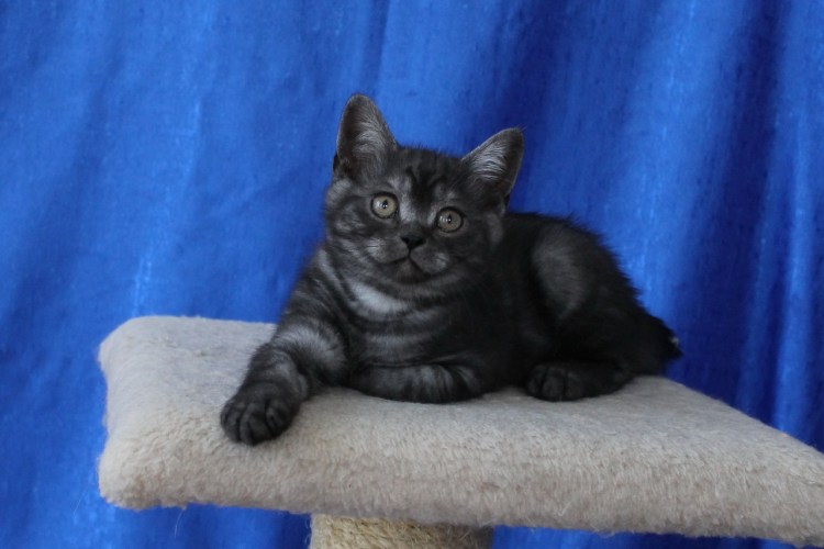 Кот британец дымчатый черный