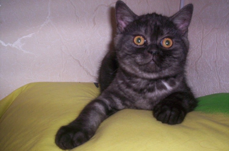 Шотландский скоттиш страйт черный дым