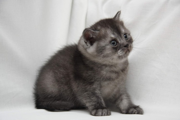 Тикированное серебро шотландец