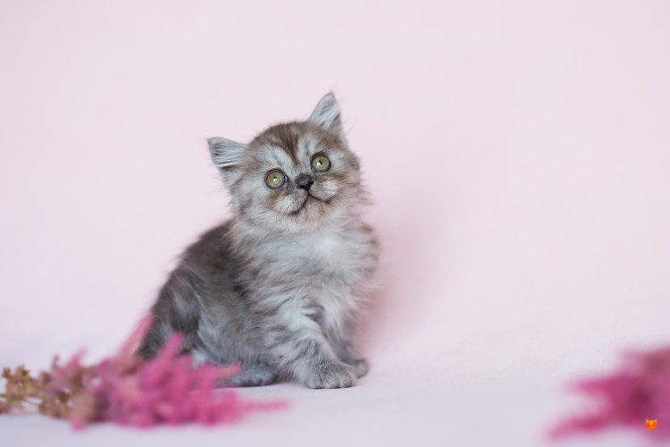 Хайленд страйт котята