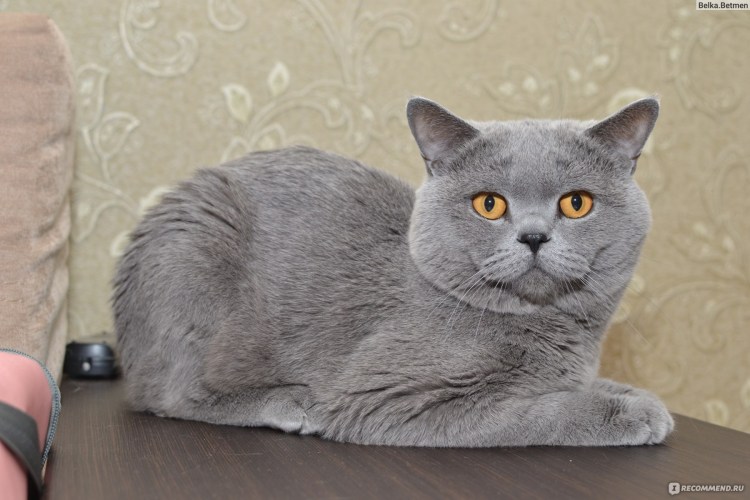 Скоттиш страйт стоячие уши