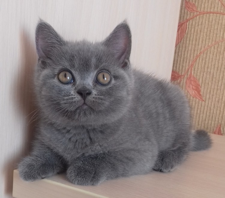 Голубой британец котенок