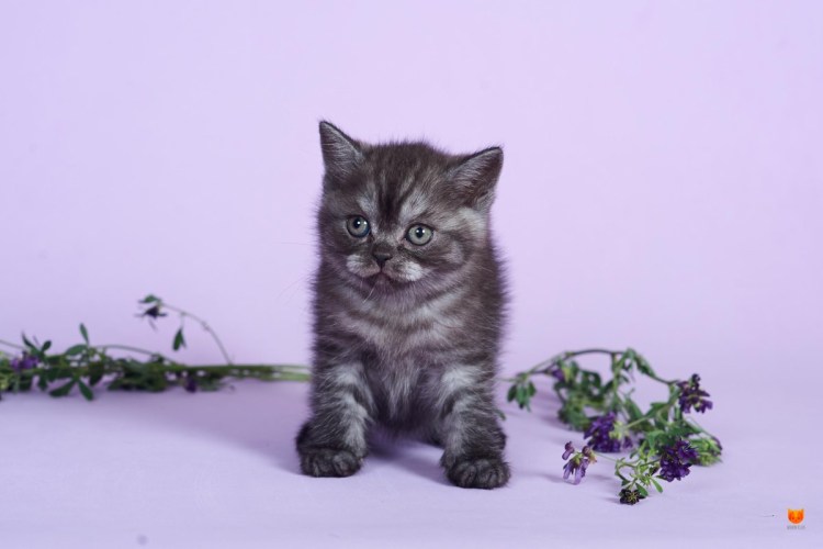 Шотландская прямоухая дымчатая