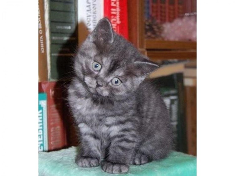Британские котята окрас черный дым