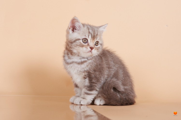 Лиловый мраморный британский котенок в месяц