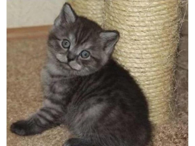 Шотландский скоттиш страйт дымчатый