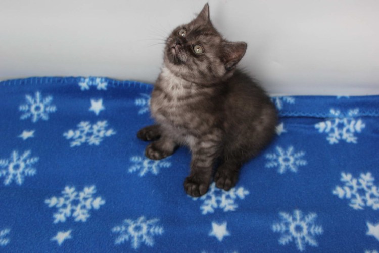 Скоттиш страйт черный серебристый дымный