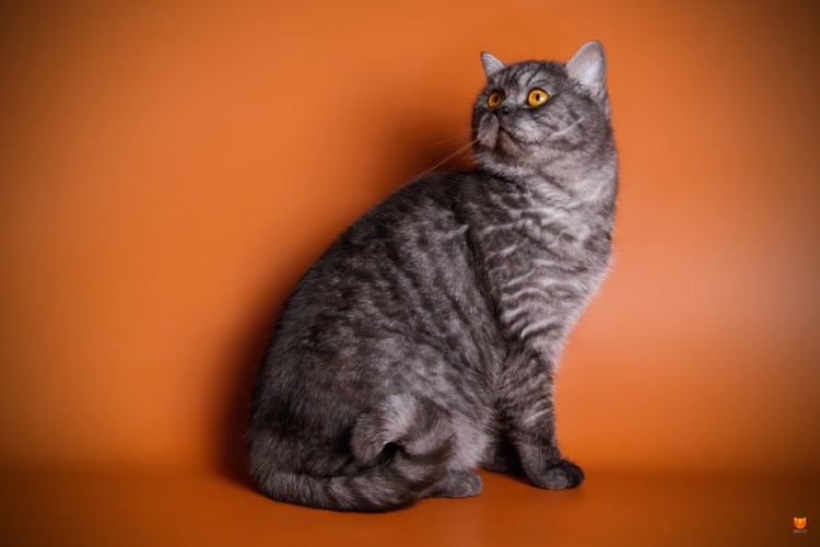 Британская кошка классический дымчатый окрас