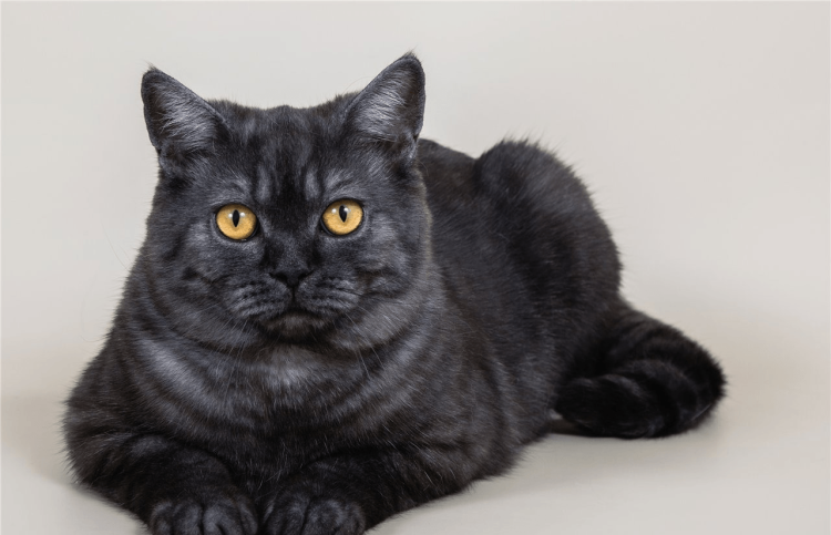 Шотландский страйт черный