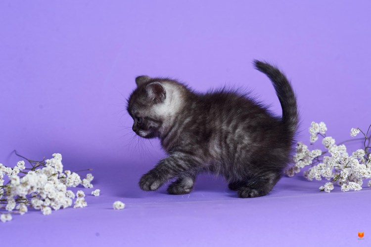 Британская кошка девочка