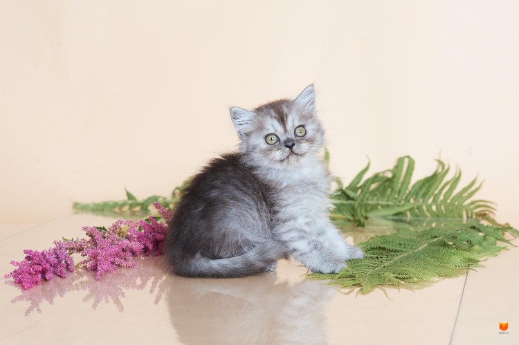 Шотландская прямоухая котенок дымчатый