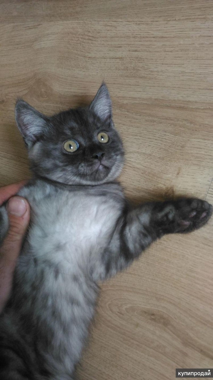 Шотландский скоттиш страйт черный дым