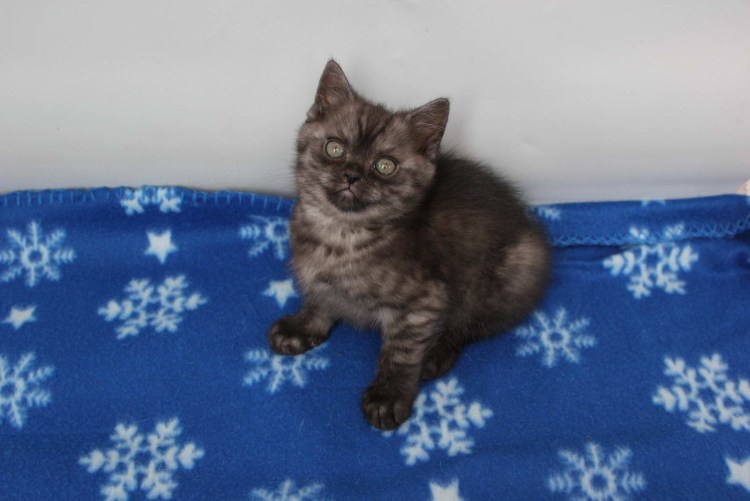Британские котята дымчатые и мраморные