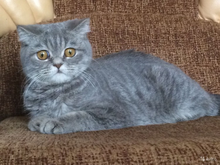 Шотландец вислоухий длинношерстный