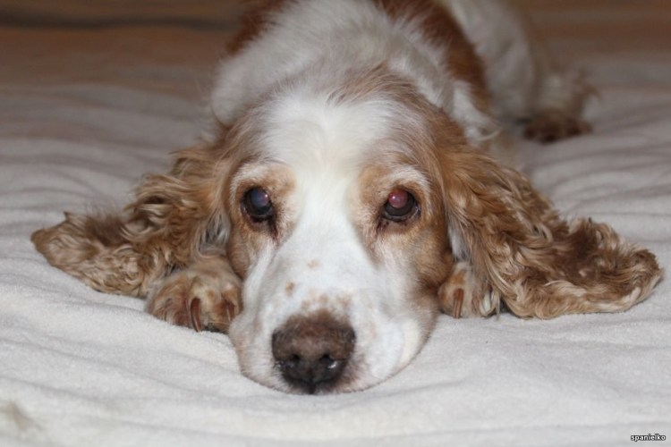 Кокер спаниель пятнистый