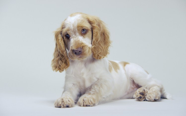 Английский кокер спаниель рыжий