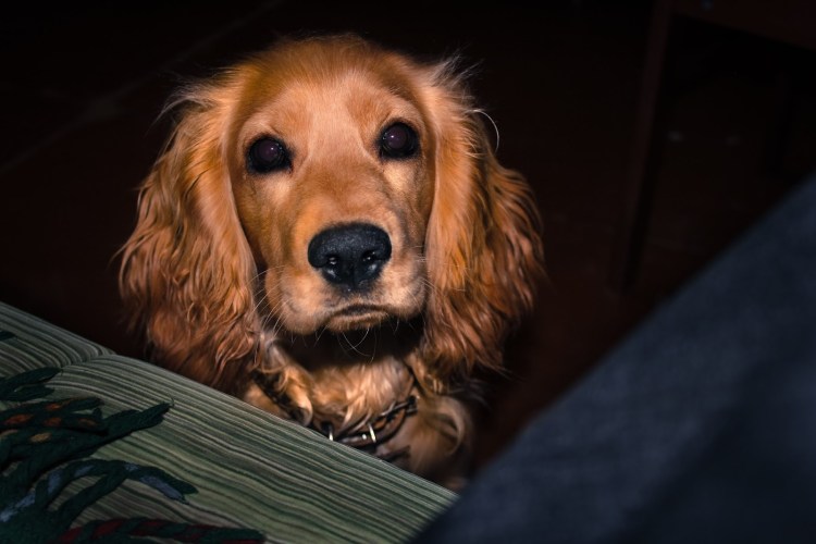 Кокер спаниель охотничий