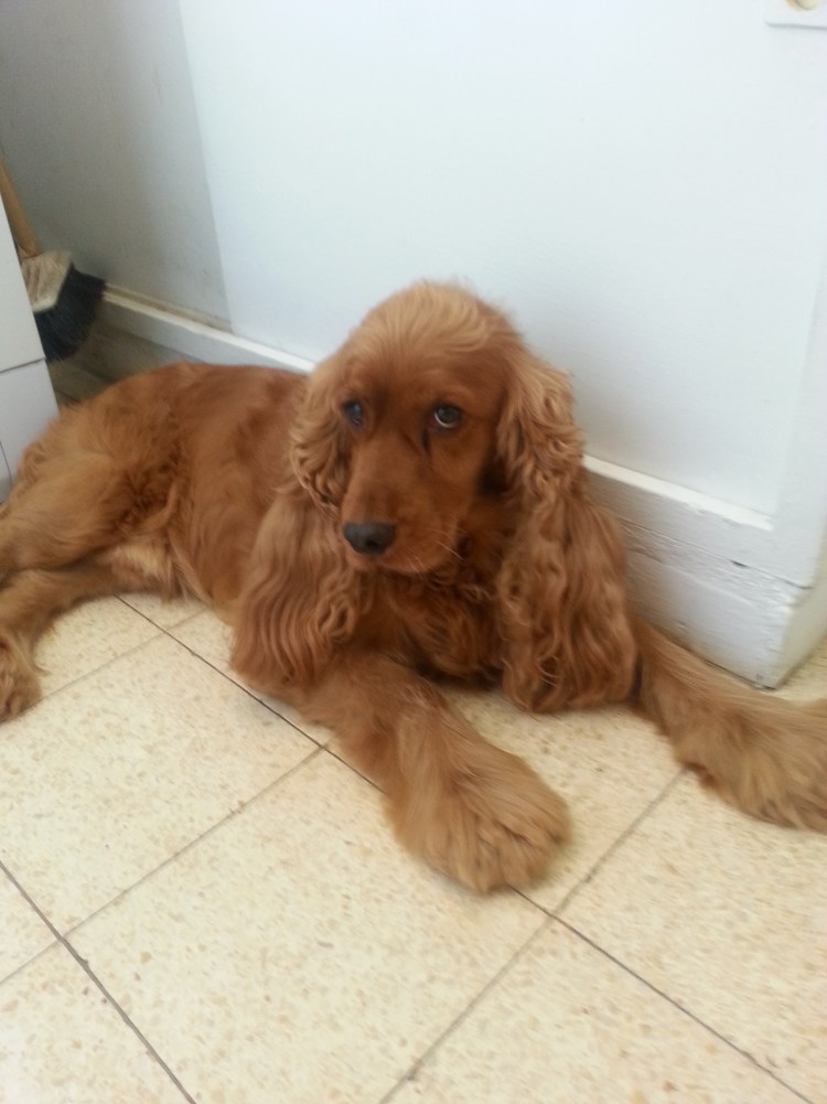 Английский кокер спаниель охотничья собака