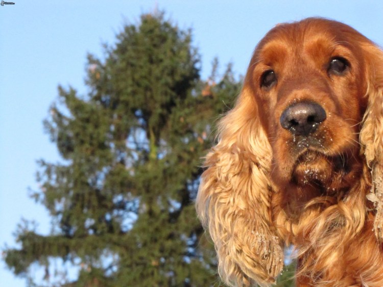 Золотистый кокер спаниель