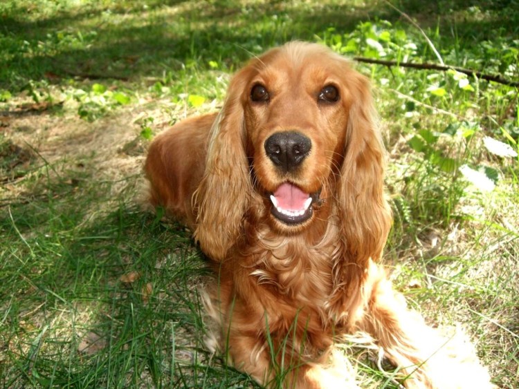 Кокер спаниель гладкошерстный