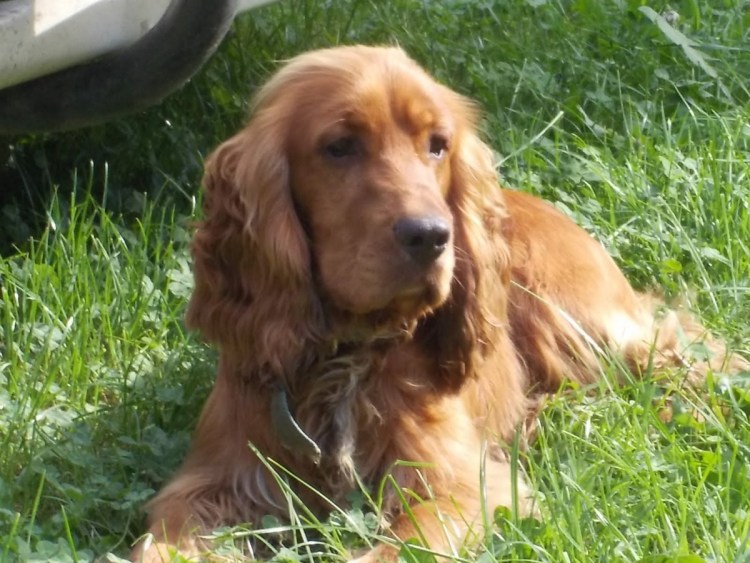 Русский кокер спаниель рыжий