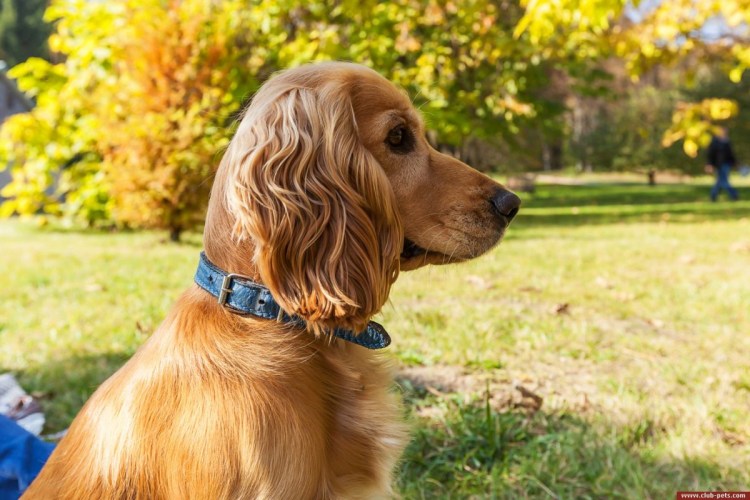 Русский охотничий спаниель рыжий