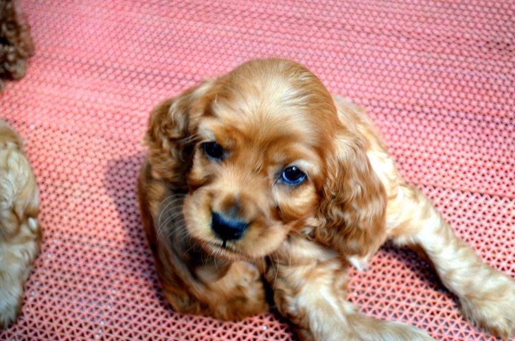 Немецкий кокер спаниель