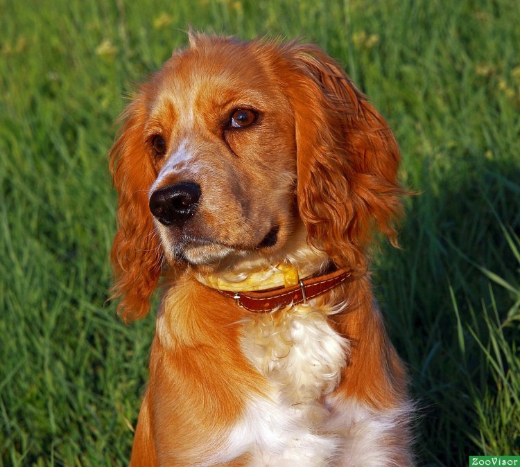 Кокер спаниель рыжий