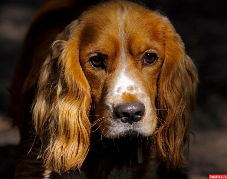 Кокер спаниель рыжий