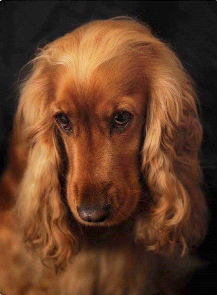 Английский кокер-спаниель