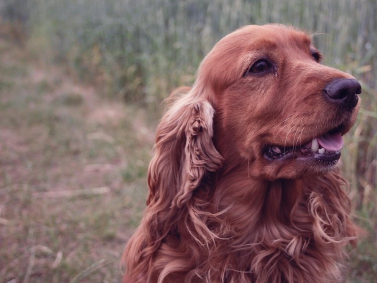 Кокер спаниель пятнистый