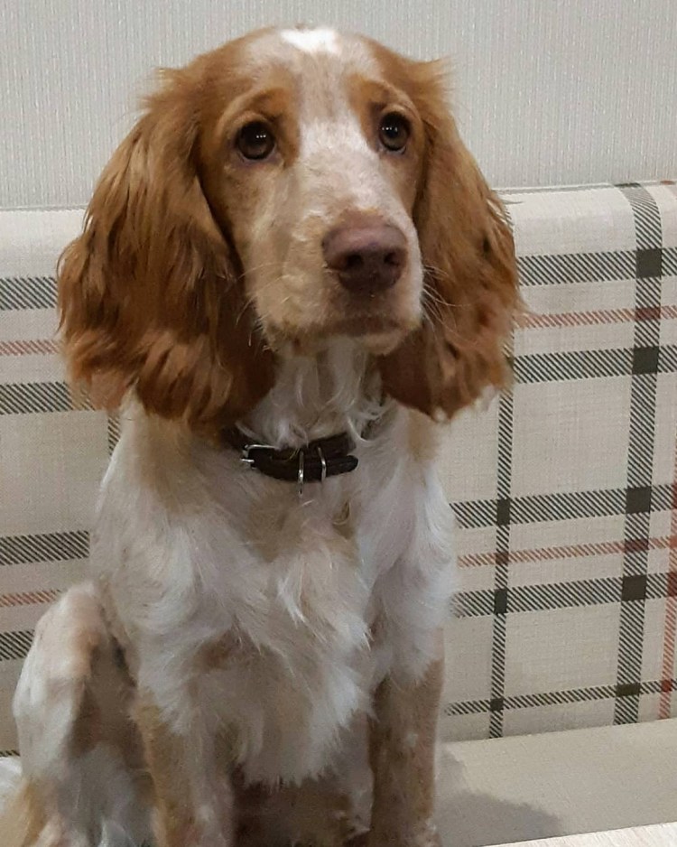 Шотландский кокер спаниель