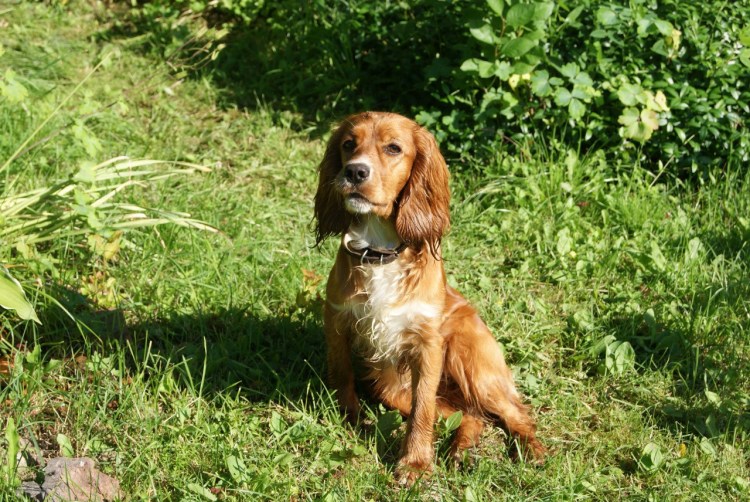 Ягд коккер спаниель