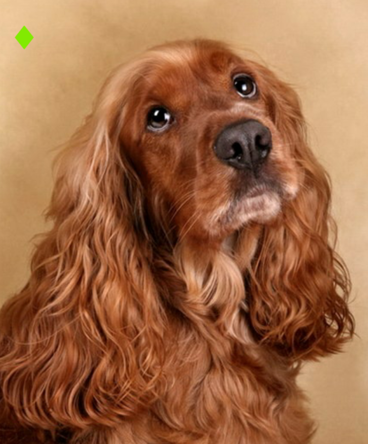 Кокер спаниель белый