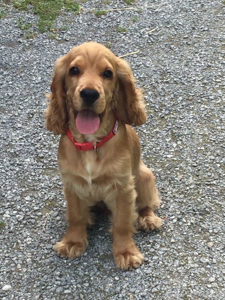 Британский кокер спаниель