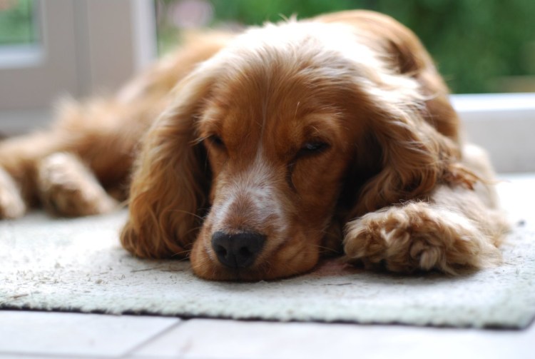 Вель спрингер спаниель